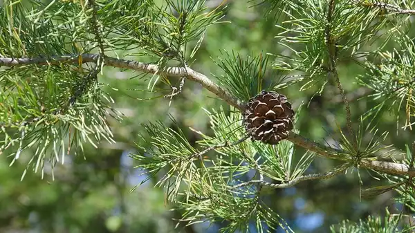 Photo of Pinus virginiana (Pinus virginianas)