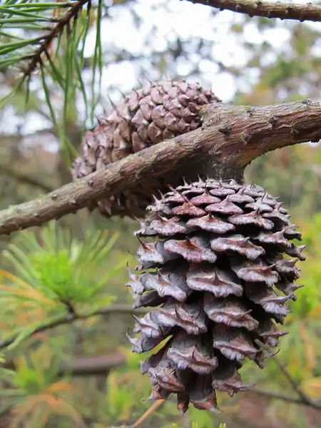 Photo of Pinus virginiana (Pinus virginianas)