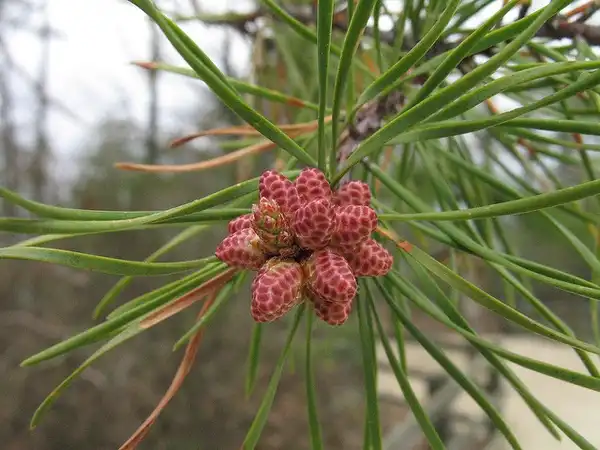 Photo of Pinus virginiana - Male cones:tehsma