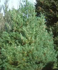 Фото Pinus wallichiana (Pinus wallichianas)