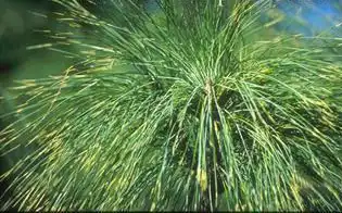 Фото Pinus wallichiana (Pinus wallichianas)