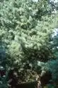 Фото Pinus wallichiana - :
