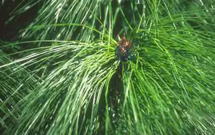 Фото Pinus yunnanensis (Pinus yunnanensiss)
