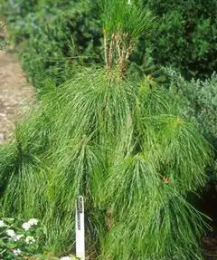 Фото Pinus yunnanensis (Pinus yunnanensiss)