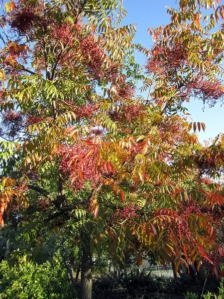 Foto de Pistacia chinensis (Pistacia chinensiss)