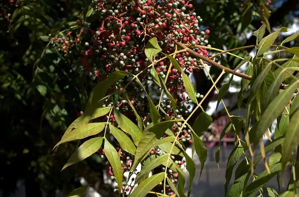 Foto de Pistacia chinensis (Pistacia chinensiss)