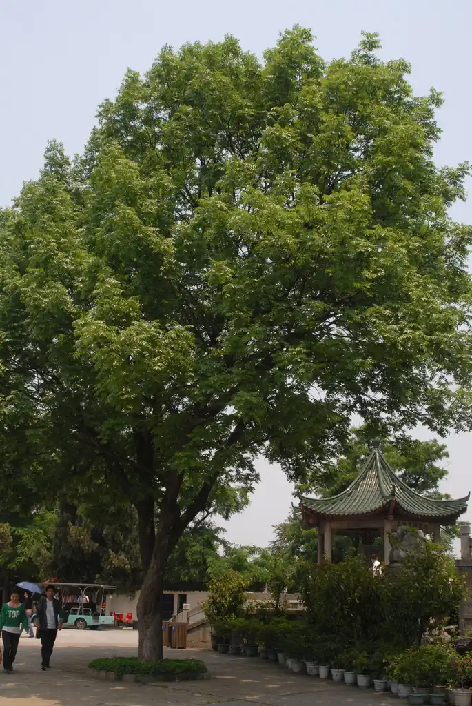 Foto de Pistacia chinensis - Full Form:Jim Robbins