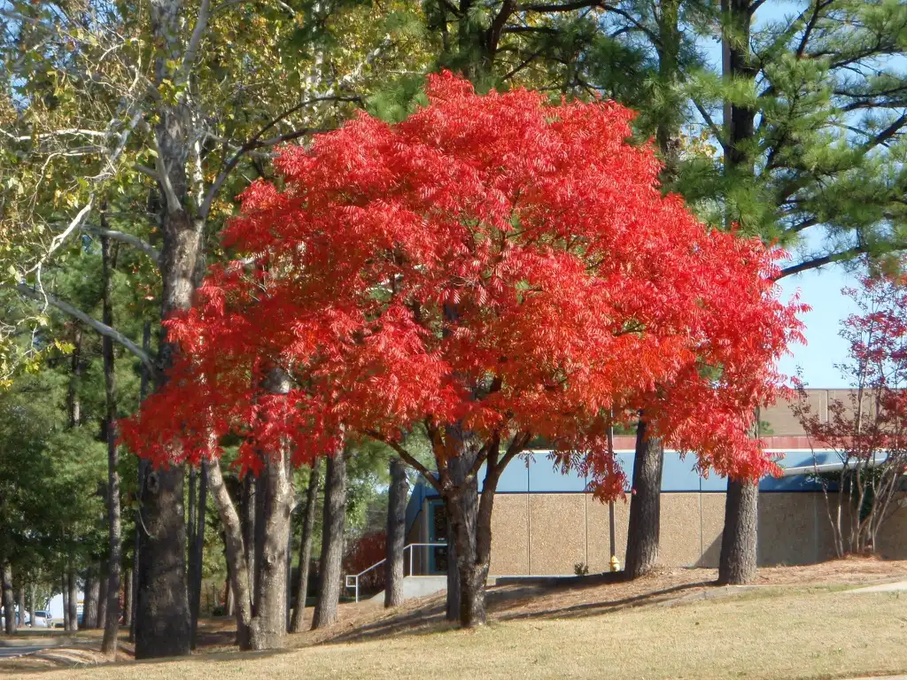 Foto de Pistacia chinensis - Fall Color Form:Jim Robbins