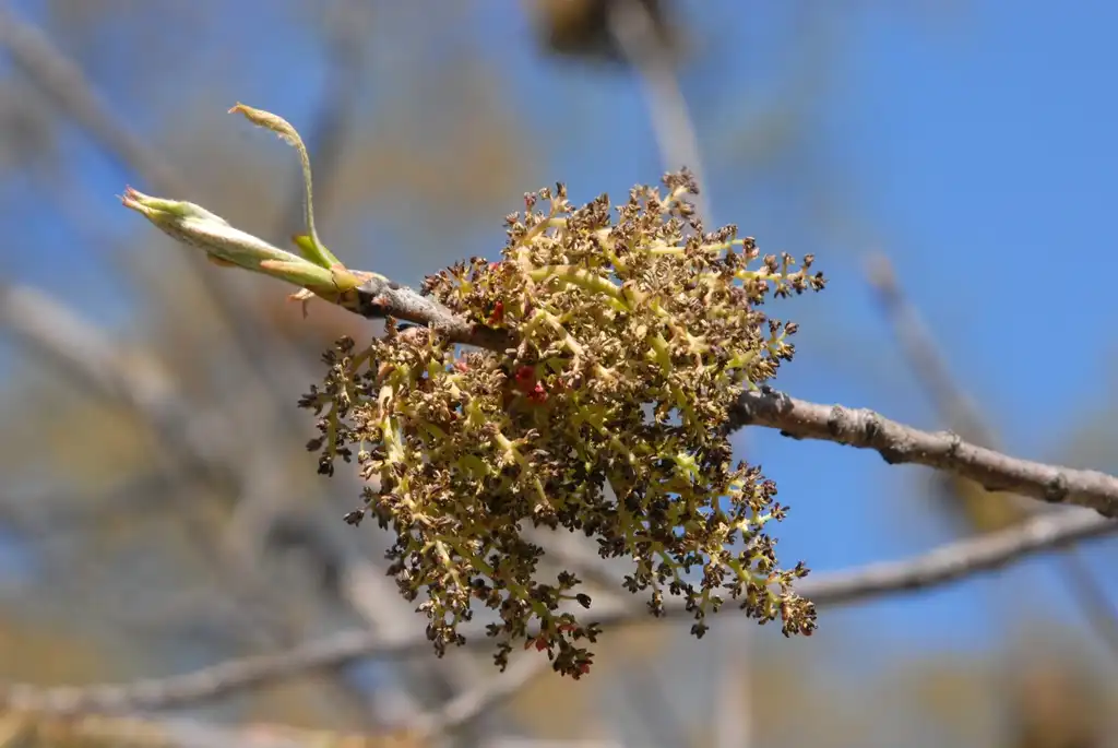 Foto de Pistacia chinensis - Male Flower:Jim Robbins