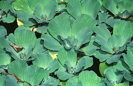 Photo of Pistia stratiotes (Pistia stratiotess)