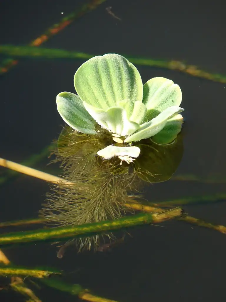 Photo of Pistia stratiotes (Pistia stratiotess)