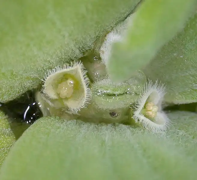 Photo of Pistia stratiotes - Pistia stratiotes flower:Keisotyo