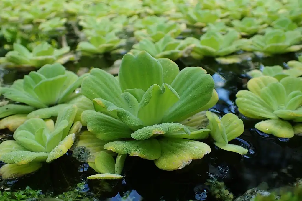 Photo of Pistia stratiotes - Pistia stratiotes:Krzysztof Ziarnek