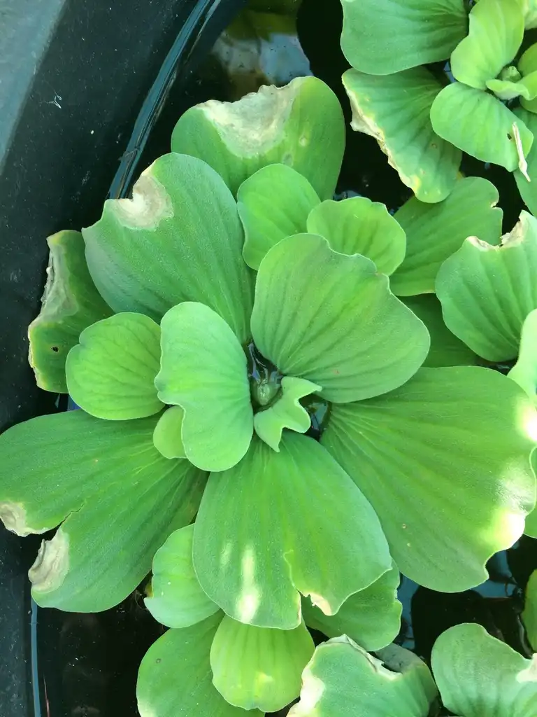 Photo of Pistia stratiotes - Pistia stratiotes:Scot Nelson