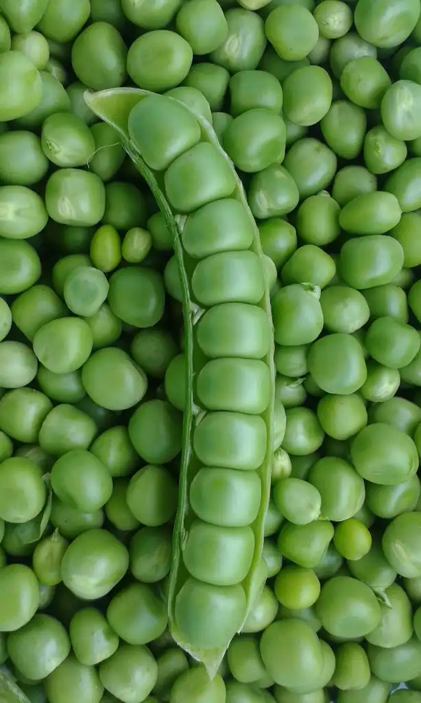 Photo of Pisum sativum (Pisum sativums)