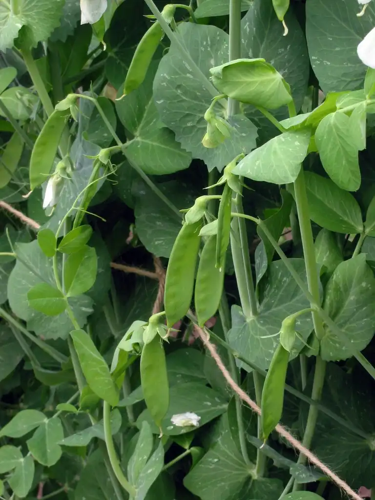 Photo of Pisum sativum (Pisum sativums)