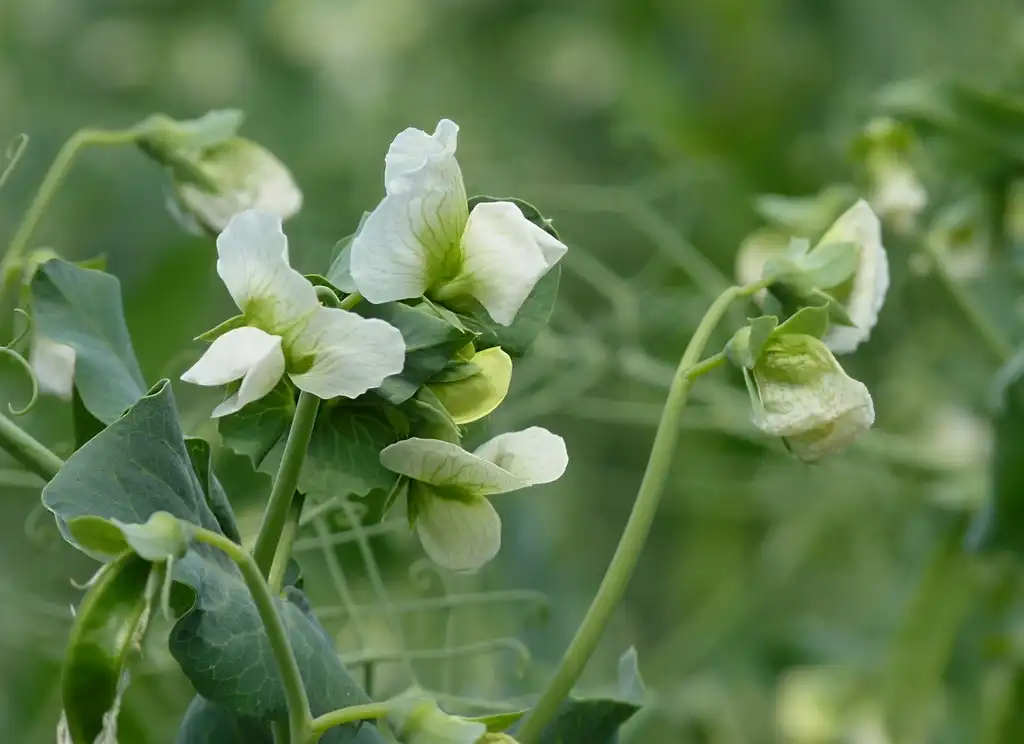 Photo of Pisum sativum - Flowers:Jamain