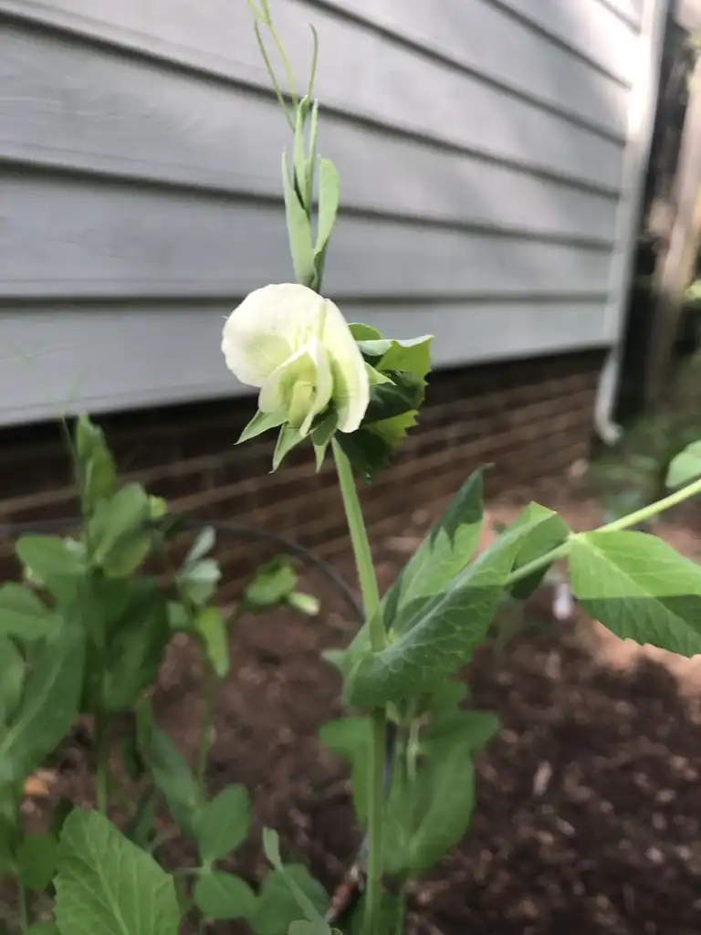 Photo of Pisum sativum - Flower Close-up (Wake County, NC):Cathy Dewitt
