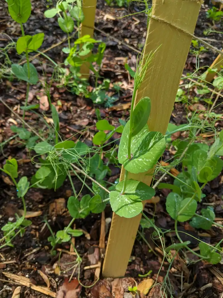 Photo of Pisum sativum - Early growth (Cabarrus County,NC):Hope Duckworth
