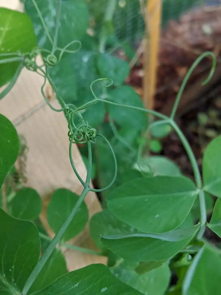 Photo of Pisum sativum - Tendrils (Cabarrus County,NC)-May:Hope Duckworth