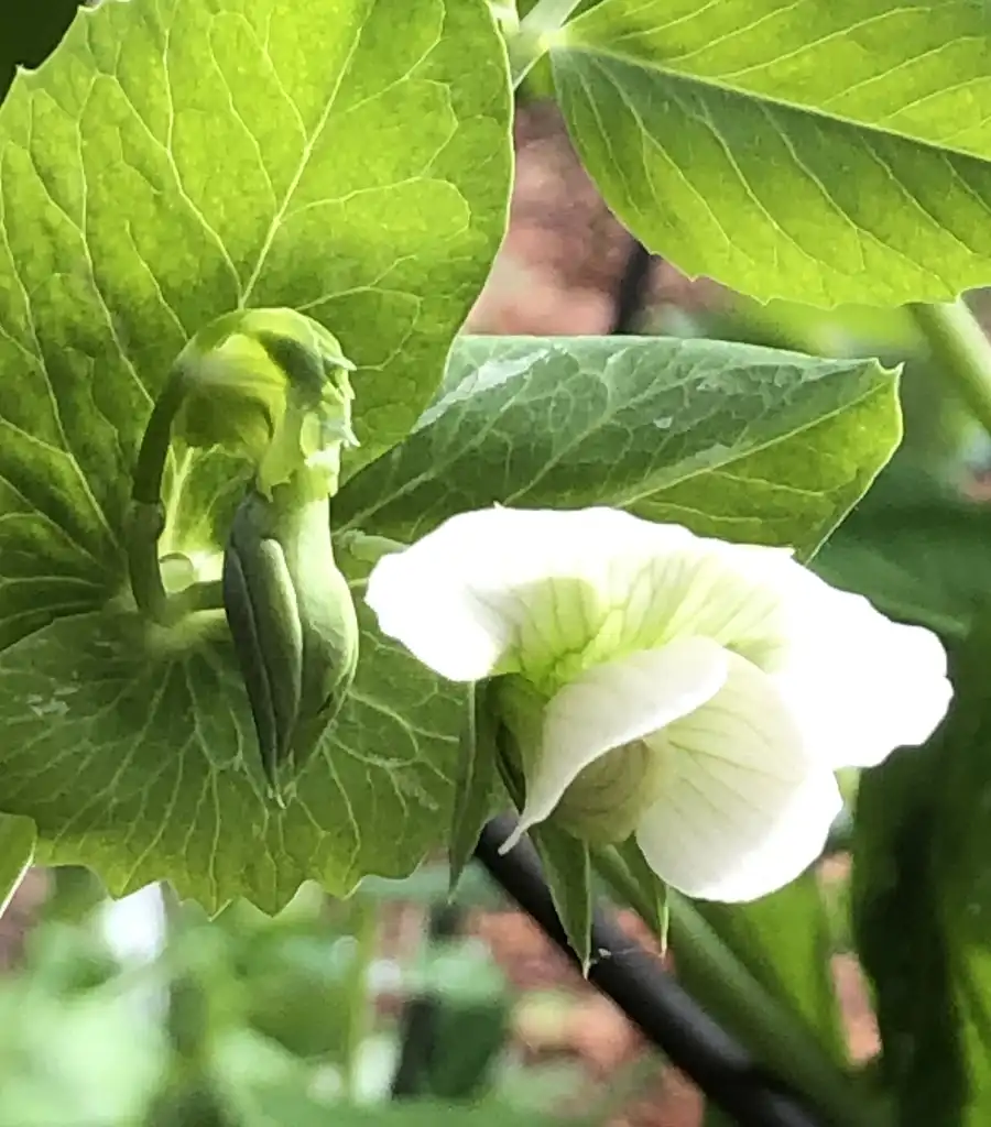 Photo of Pisum sativum - var. Saccharatum, blossom and leaves, Wake County, NC:Cathy Dewitt
