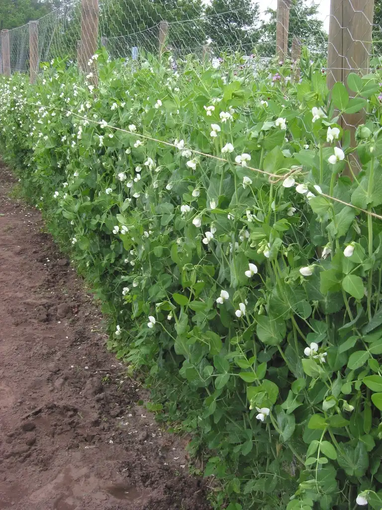 Photo of Pisum sativum - Row of plants in bloom:Rasbak