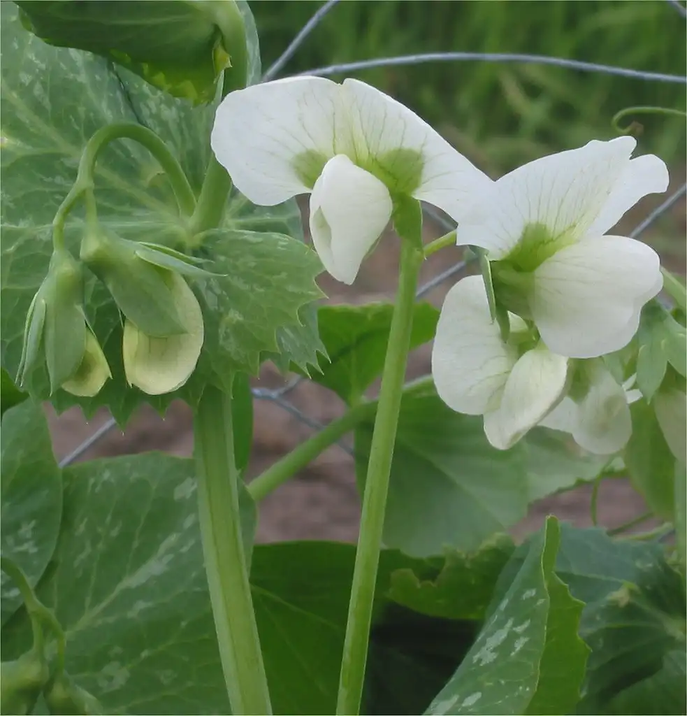 Photo of Pisum sativum - Flower:Rasbak