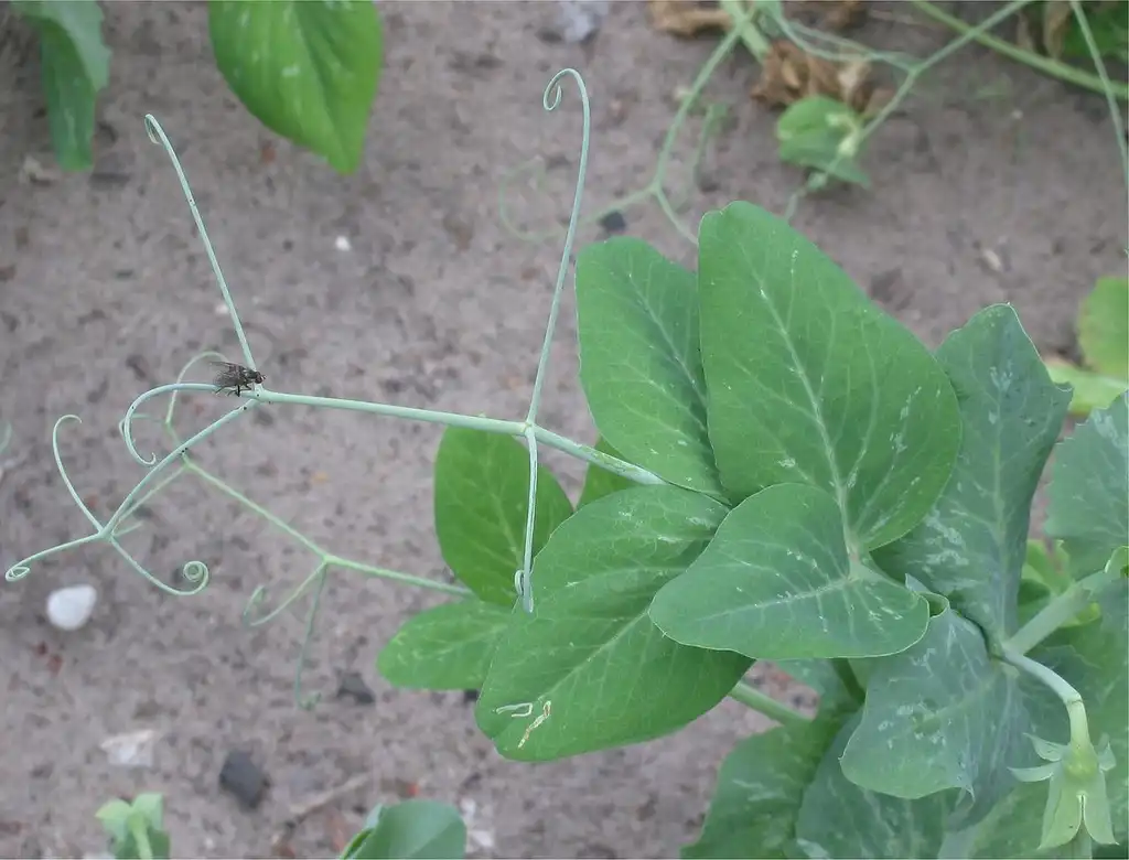 Photo of Pisum sativum - Tendril:Rasbak