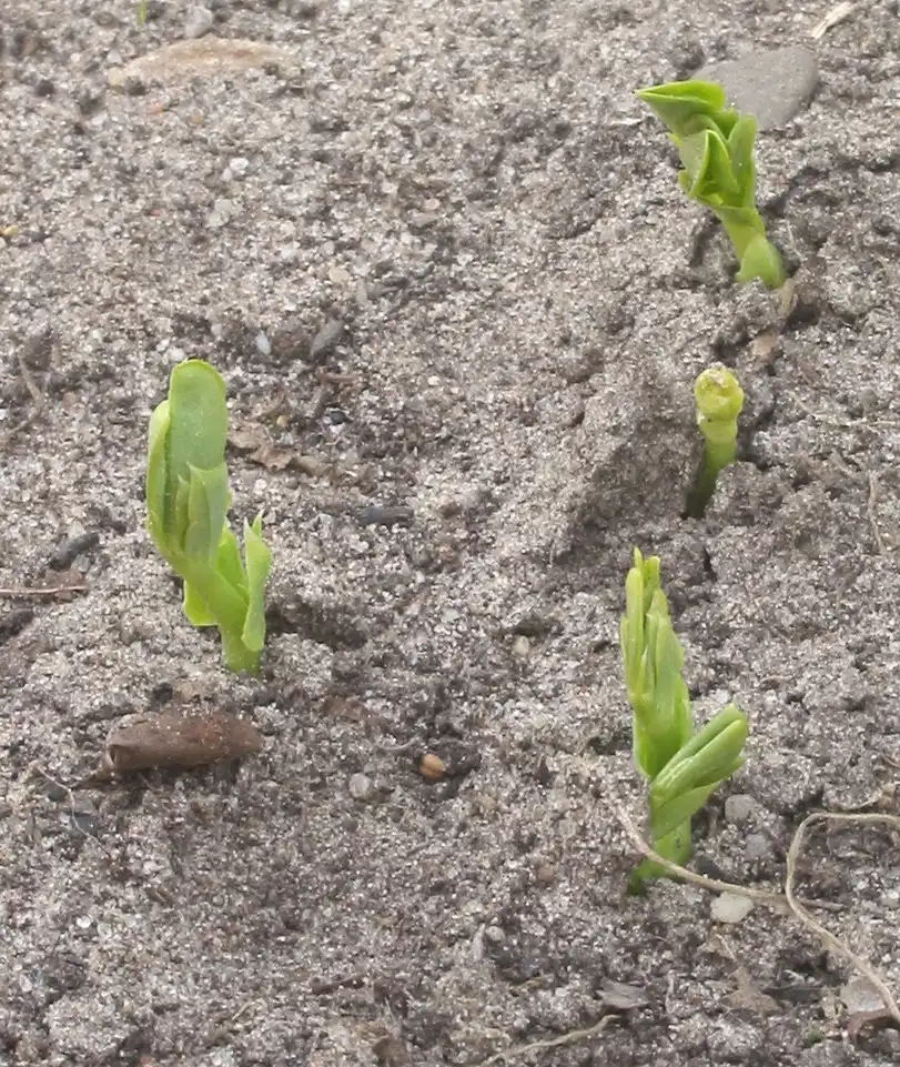 Photo of Pisum sativum - Seedlings:Rasbak