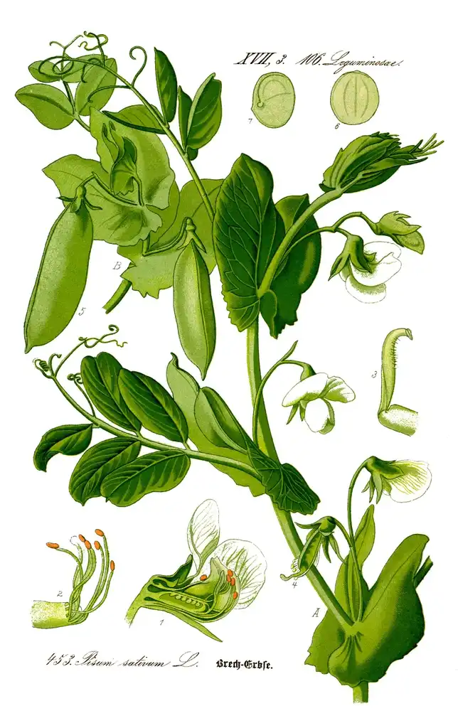 Photo of Pisum sativum - Botanical Illustration:Otto Wilheim