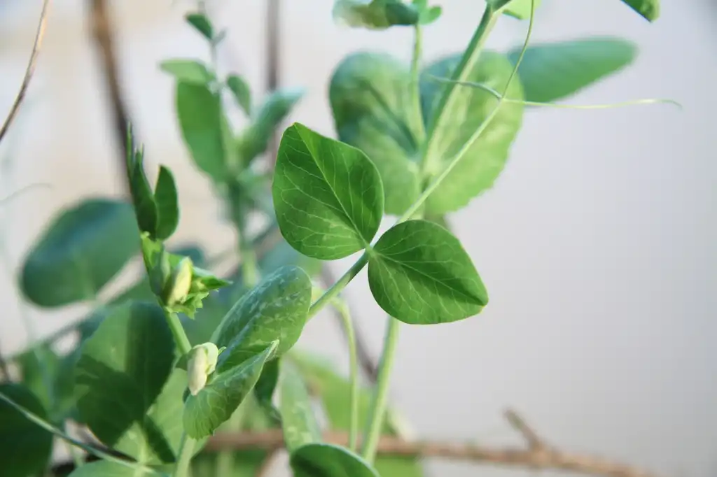Photo of Pisum sativum - Leaves:Chmee2