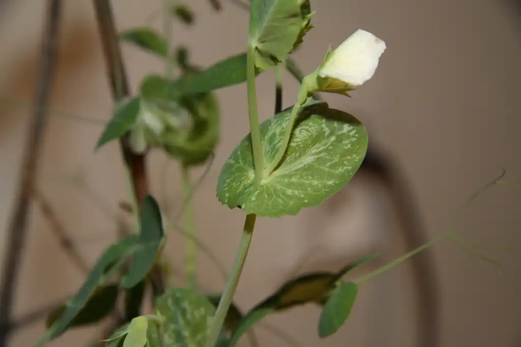 Photo of Pisum sativum - Leaves:Chmee2