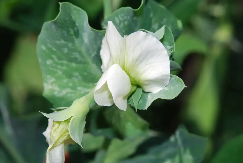 Photo of Pisum sativum - Flower:Dyorkey