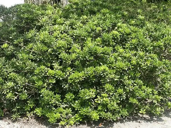 Фото Pittosporum tobira (Pittosporum tobiras)