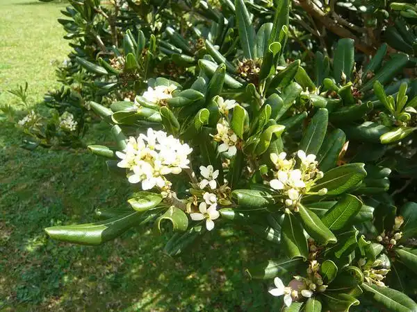 Фото Pittosporum tobira (Pittosporum tobiras)