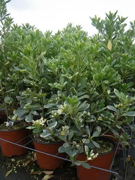 Фото Pittosporum tobira - P. tobira 'Variegata' in containers:Pepinieriste 85