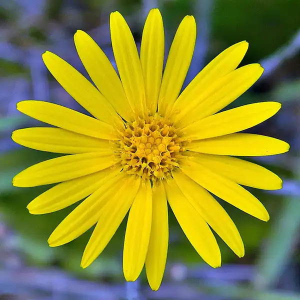 Foto de Pityopsis graminifolia (Pityopsis graminifolias)