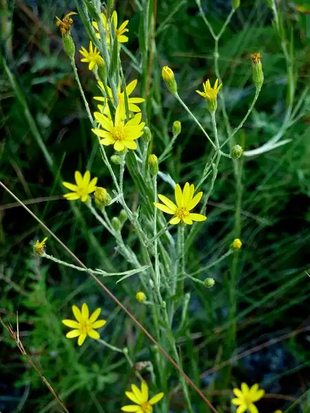 Foto de Pityopsis graminifolia (Pityopsis graminifolias)