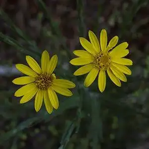 Foto de Pityopsis graminifolia - Pityopsis graminifolia:Debbie Roos