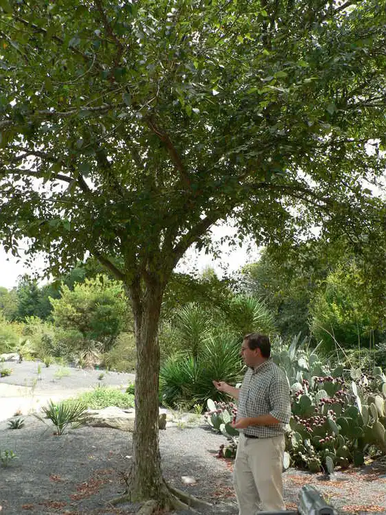 Фото Planera aquatica (Planera aquaticas)