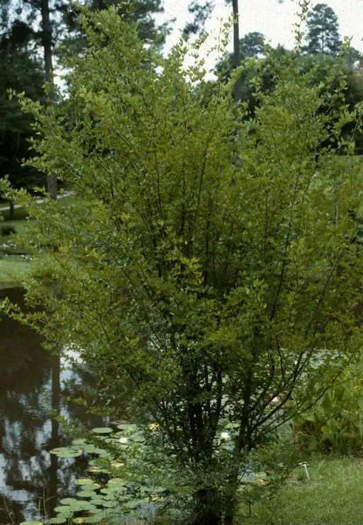 Фото Planera aquatica (Planera aquaticas)