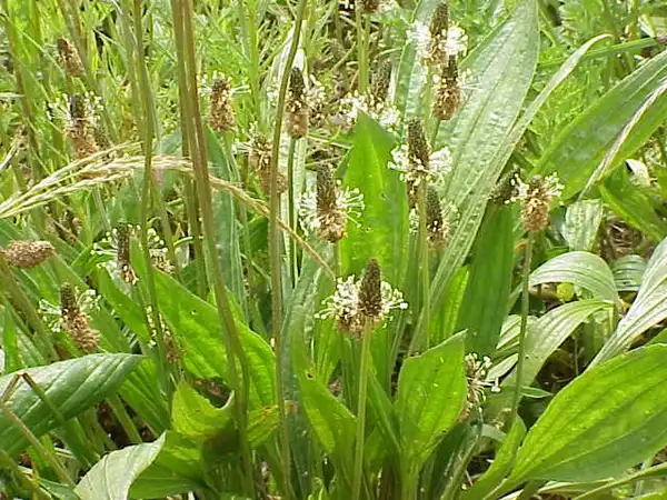 Photo of Plantago lanceolata (Plantago lanceolatas)