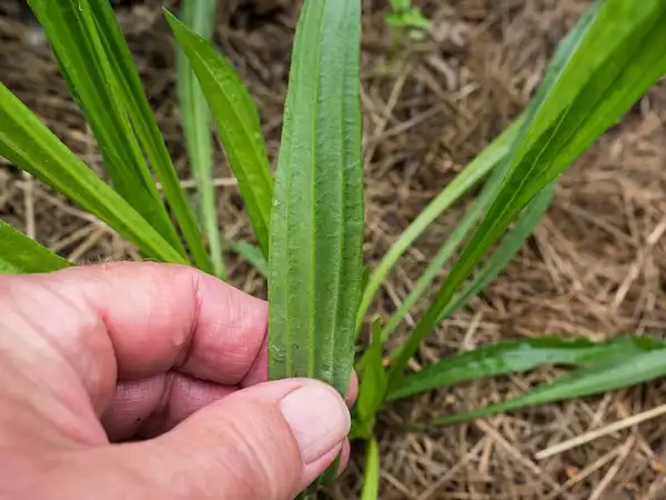 Photo of Plantago lanceolata (Plantago lanceolatas)