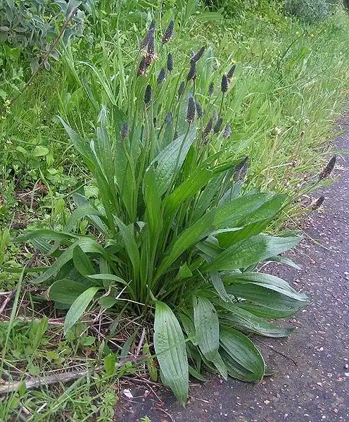 Photo of Plantago lanceolata - Form:Sannse
