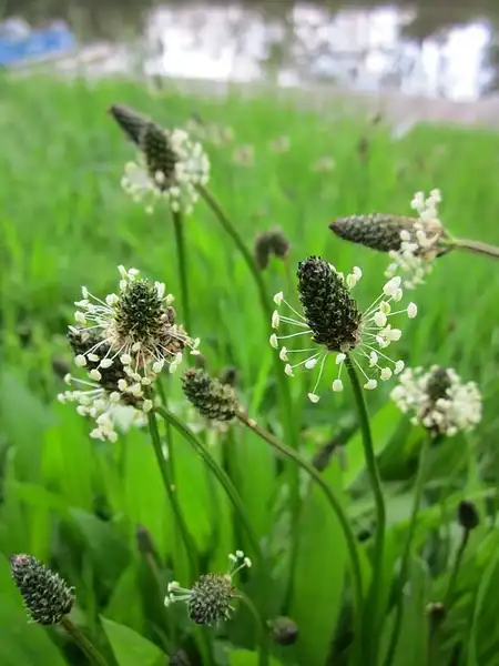 Photo of Plantago lanceolata - Flowers and seeds are clustered toward the top of the stem.: