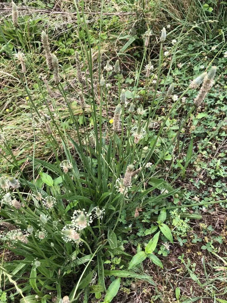Photo of Plantago lanceolata - Narrow Leaf (Wake County,NC):Cathy Dewitt