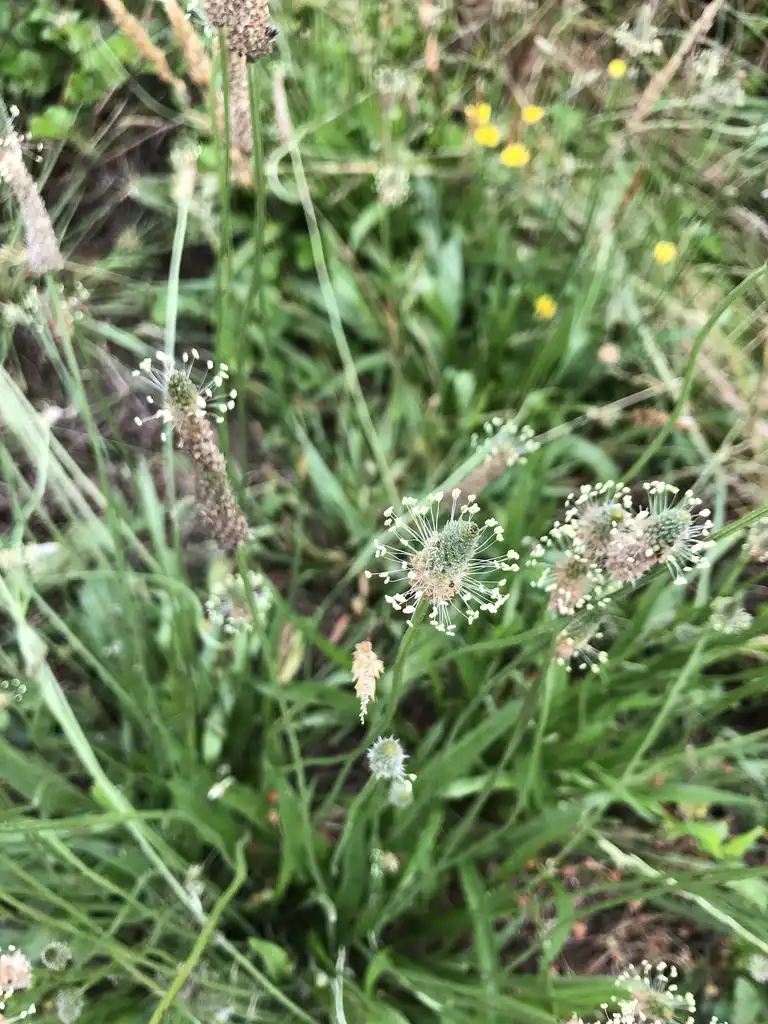 Photo of Plantago lanceolata - Flower Heads (Warren County,NC):Cathy Dewitt