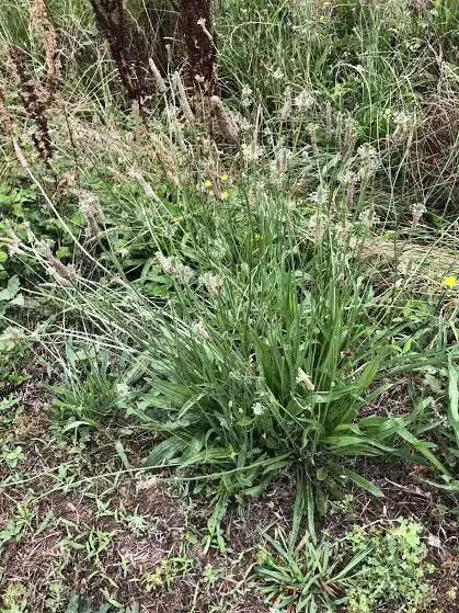 Photo of Plantago lanceolata - Form (Wake County,NC):Cathy Dewitt