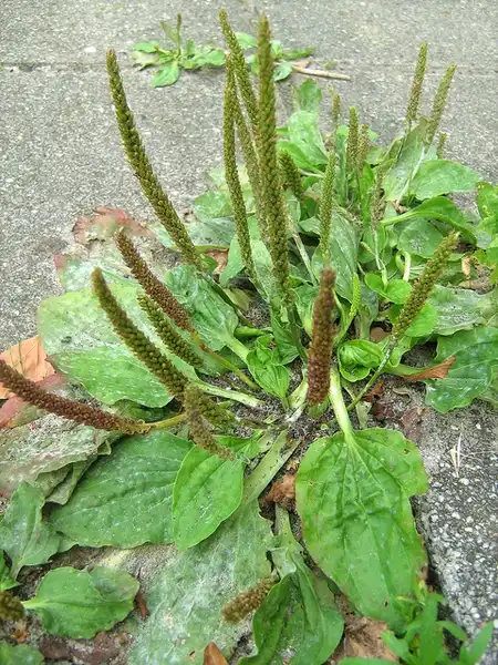 Foto de Plantago major (Plantago majors)