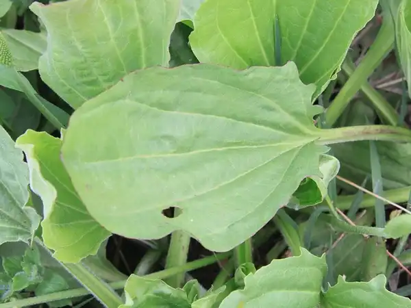 Foto de Plantago major (Plantago majors)
